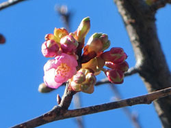 180307_kawadu_z2.jpg