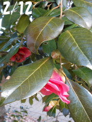 180307_tubaki.jpg