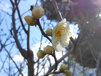 180307_ume1.jpg