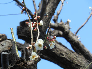 180314_hakubai.jpg