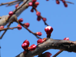 180318_bungo_u2.jpg
