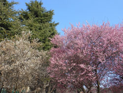 180318_ume01.jpg