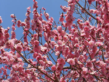 180318_ume02.jpg