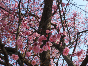 180318_ume04.jpg