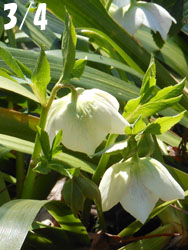 180320_helleborus1.jpg