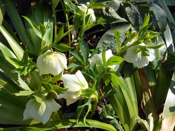 180320_helleborus3.jpg