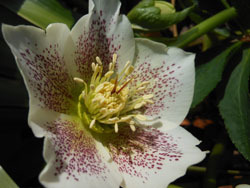 180320_helleborus6.jpg