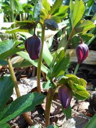 180320_helleborus7.jpg