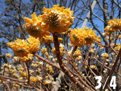 180322_mitumata1.jpg