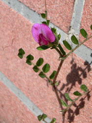 180323_karasu_e2.jpg