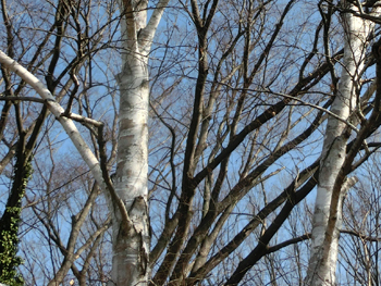 180323_sirakaba2.jpg