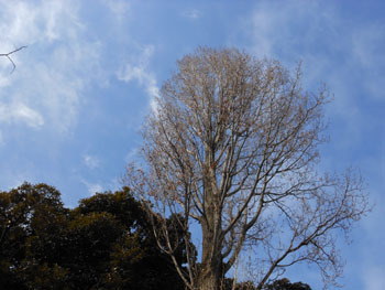 180403_poplar.jpg