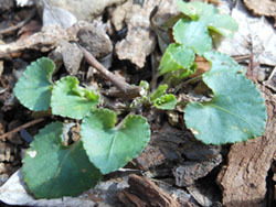 180403_tatitubo_s.jpg