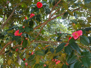 180403_tubaki1.jpg