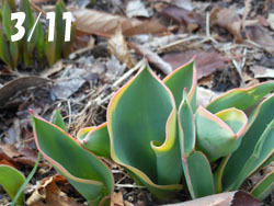 180403_tulip.jpg