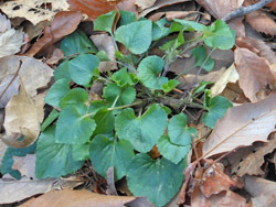 180418_tatitubo_s.jpg
