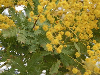 180422_g_akasia5.jpg