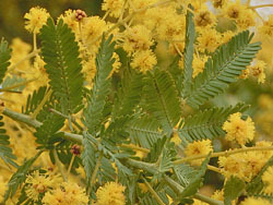 180422_g_akasia6.jpg
