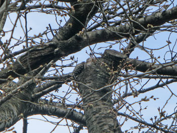 180422_kogera1.jpg