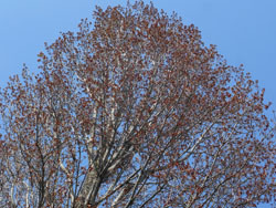 180423_poplar1.jpg