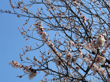 180426_anzu2.jpg