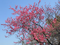 180426_hanamomo1.jpg