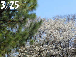 180428_osima_z1.jpg
