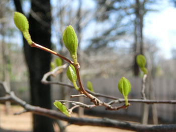 180429_egonoki2.jpg