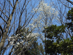 180430_kobusi4.jpg