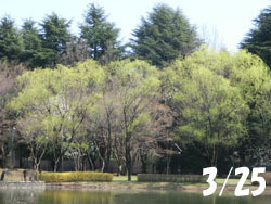 180502_s_yanagi.jpg