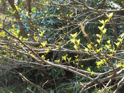180503_egonoki.jpg