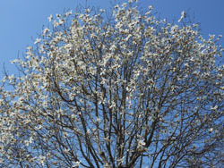 180503_kobusi1.jpg