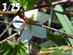180503_momiji_i1.jpg