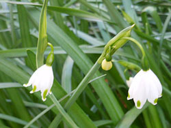 180508_snowflake.jpg