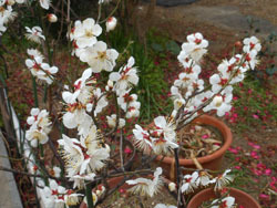 180508_ume1.jpg