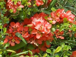 180509_kusaboke2.jpg