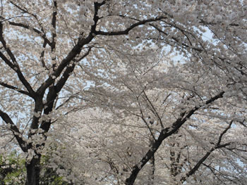 180509_sakura3.jpg