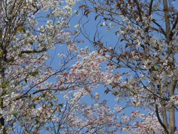 180513_sakura07.jpg