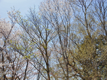 180513_sakura09.jpg
