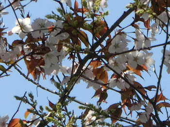 180515_sakra_enoki2.jpg