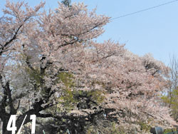 180516_sakura1.jpg