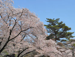 180516_sakura2.jpg