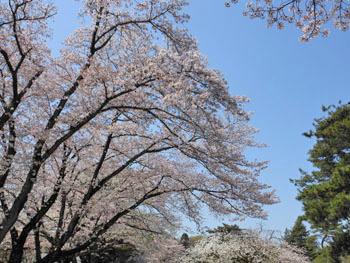 180516_sakura3.jpg