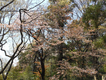 180516_sakura5.jpg