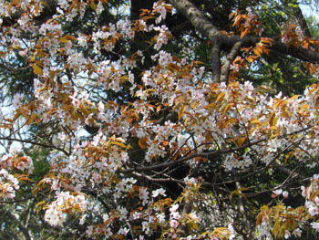 180516_sakura6.jpg