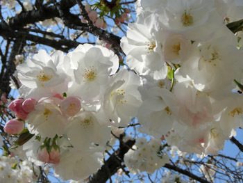 180516_y_sakura3.jpg