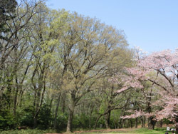 180516_zokibayasi2.jpg