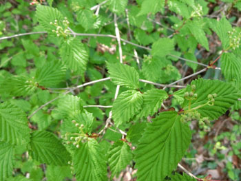 180520_o_yozome.jpg