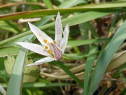 180521_amana03.jpg