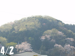 180521_sakura1.jpg